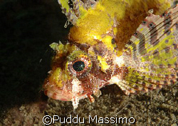 lembeh straith,nikon d2x 60 mm macro by Puddu Massimo 